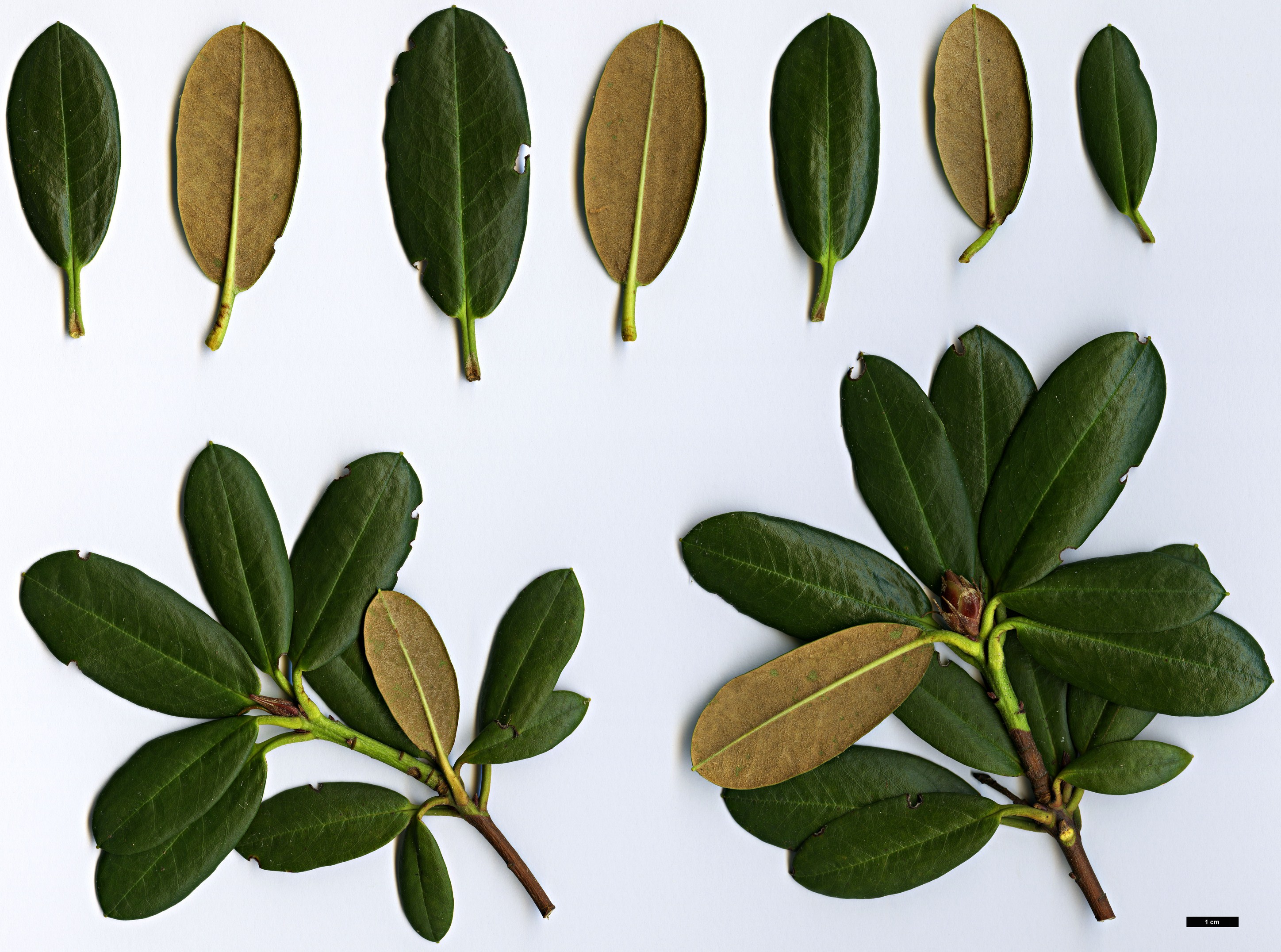 High resolution image: Family: Ericaceae - Genus: Rhododendron - Taxon: dichroanthum - SpeciesSub: subsp. apodectum